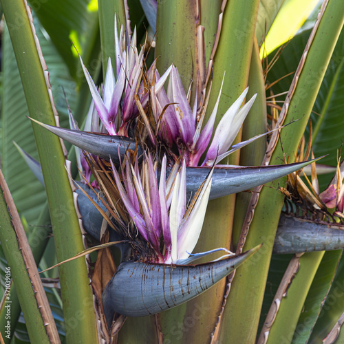 Travelers Palm Flowers