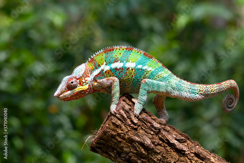 Beautiful color of chameleon panther, chameleon panther on branch