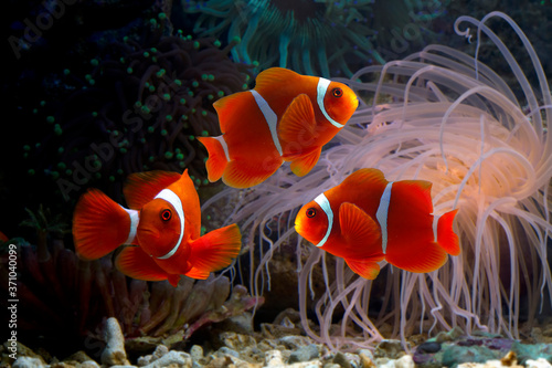 Fototapeta Beautiful color clownfish on coral feefs