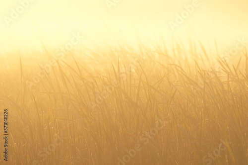 Grass field in fog