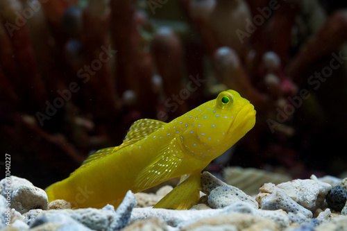 Fotografija Beautiful yellow coral gobby closeup,  Watchman Gobies fish closeup, marine fish