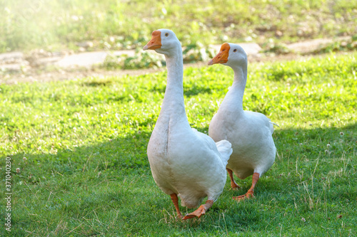 Two white big geese peacefully walking together in green grassy lawn on bright sunny day. Domestic goose, greylag goose or white goose, Anser cygnoides domesticus.