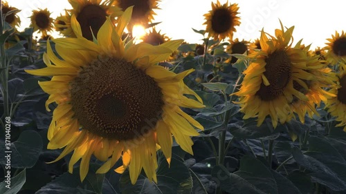 Organic Sunflowers are Growing on the Big Plantation in Summer. Wonderful panoramic view field of sunflowers by summertime. Long rows of nice yellow sunflower in the field under the blue sky