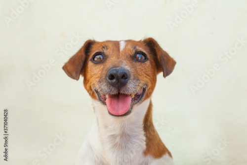 Dog jack russell terrier looking at camera on white background