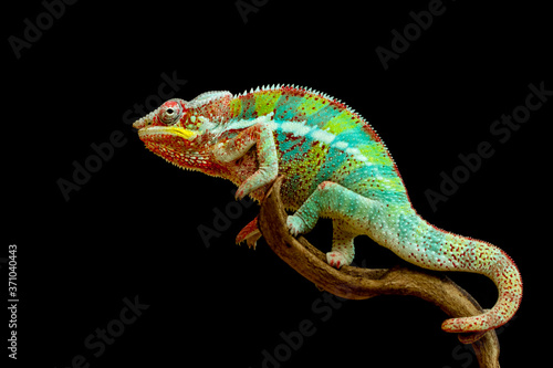 Beautiful color of chameleon panther, chameleon panther on branch © kuritafsheen