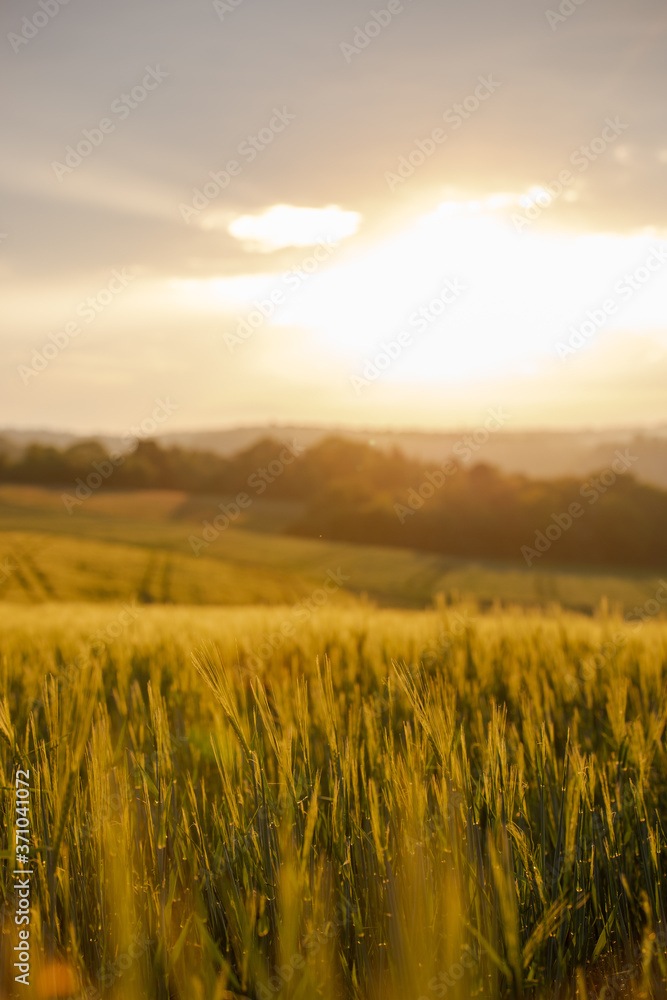 Sonnenuntergang in den Feldern