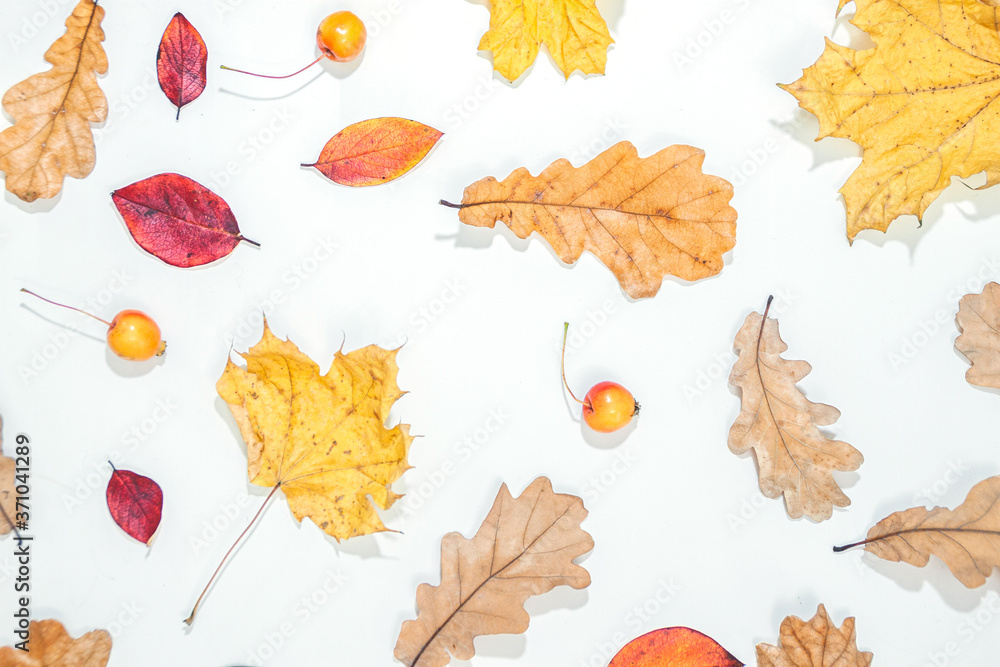 Obraz premium Frame made of autumn leaves, acorn, pine cones on white background.