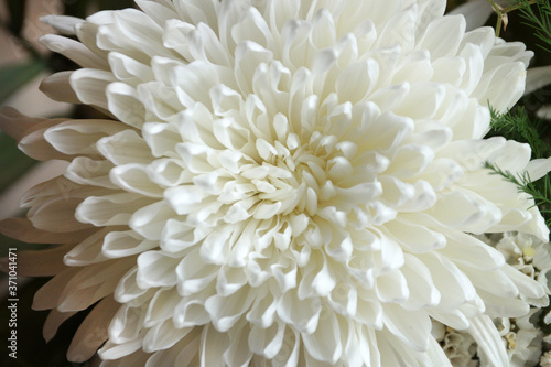 white chrysanthemum flower close up © Anna