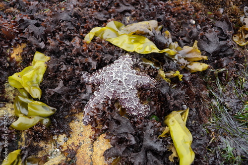 Purple Star Fish