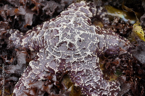 Purple Star Fish