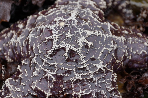 Purple Star Fish