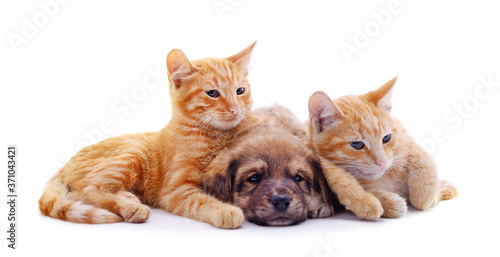 Fototapeta Naklejka Na Ścianę i Meble -  Two cats and dog.