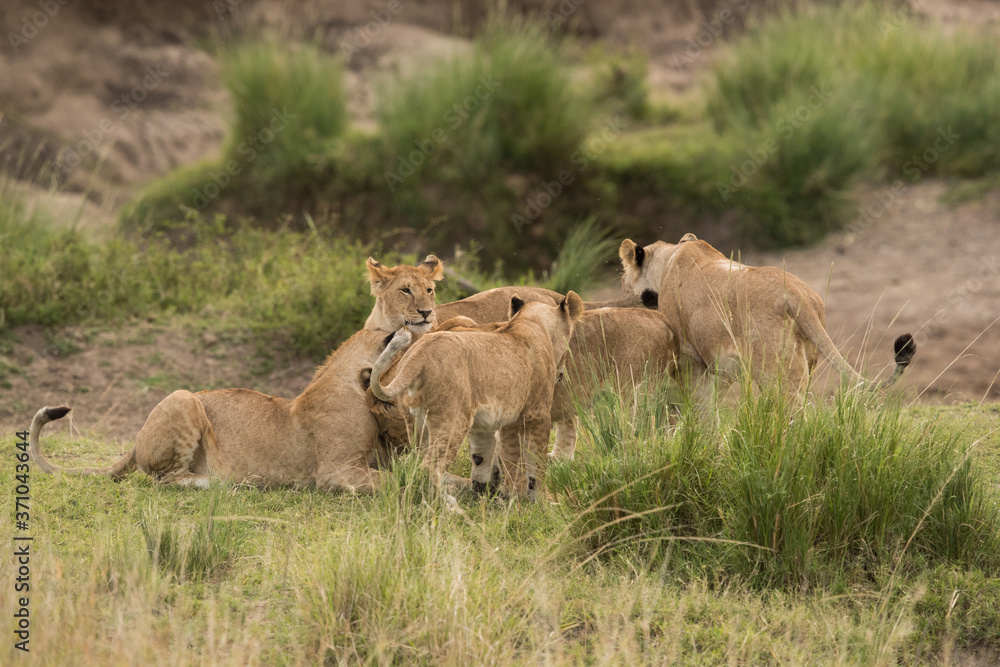 Lion cubs and mother, Masai Mara Lion cubs and mother, Masai Mara