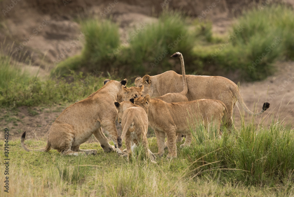 Lioness near her cubs, Masai Mara Lioness near her cubs, Masai Mara