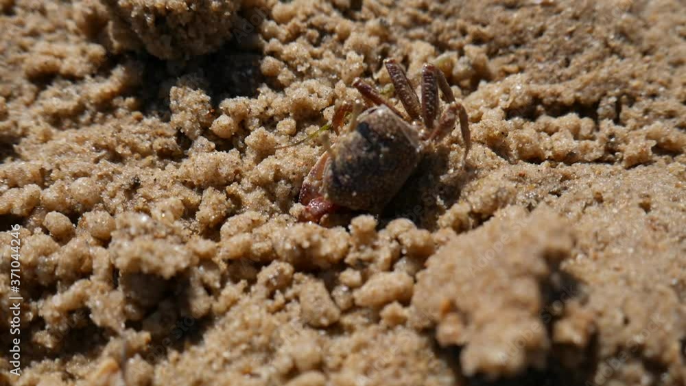 Crabs in Algarve Portugal. These Crabs make holes in the sand to hide and travel all in company. Crabs in Algarve Portugal. These Crabs make holes in the sand to hide and travel all in company.