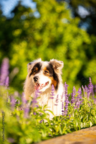 Australian Sheppard im Sonnenuntergang 