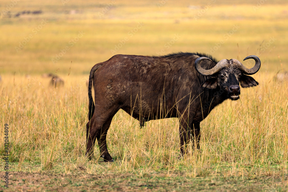 Afrikanischer Büffel in der Savanne an der Masai Mara, Kenia.