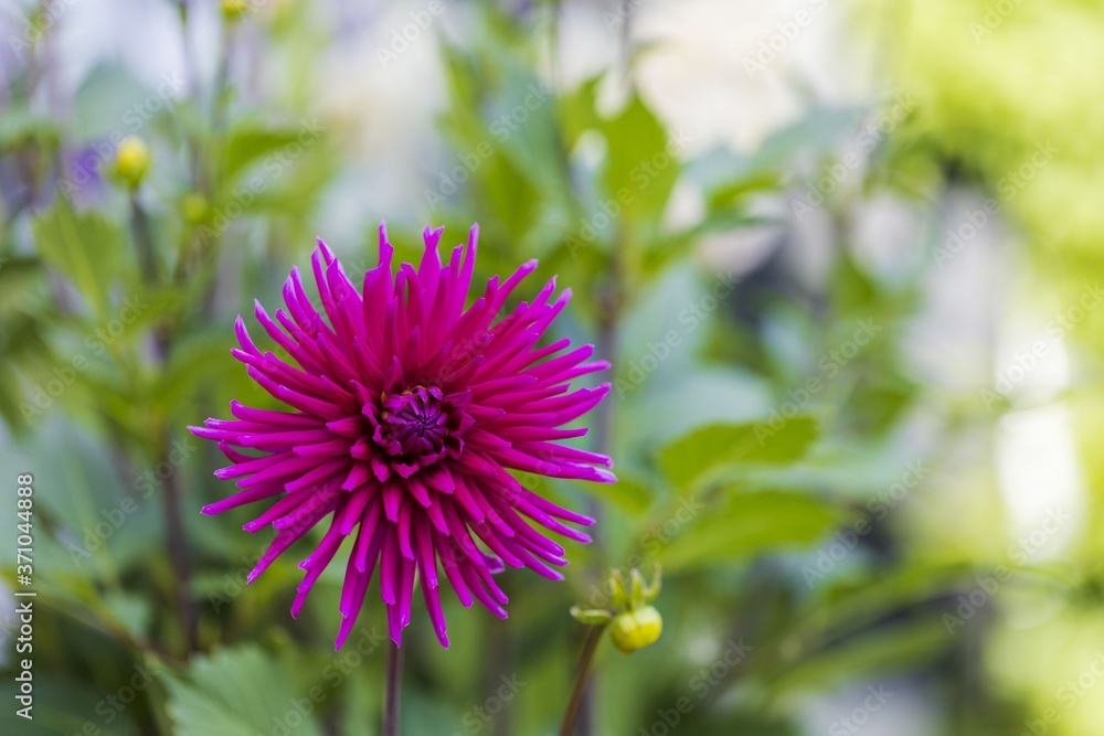 Gorgeous close up view of pink dahlia flower isolated on green background. Beautiful nature backgrounds. Gorgeous close up view of pink dahlia flower isolated on green background. Beautiful nature backgrounds.