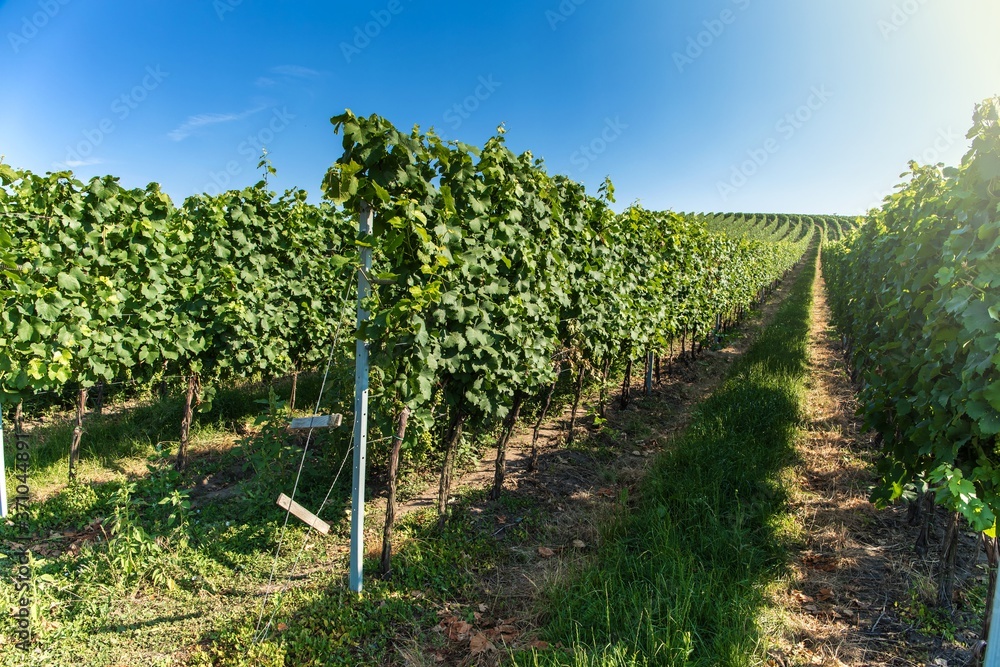 Vineyard with long lines in the central Europe - Czech Republic ( South Moravia Region ). Summer morning in the vineyard. Wine growing.