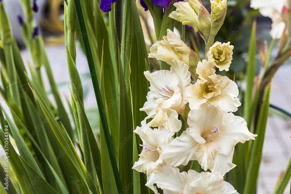 Close up view of сreamy white gladiolus flower isolated on backgrounds. Beautiful backgrounds. Close up view of сreamy white gladiolus flower isolated on backgrounds. Beautiful backgrounds.