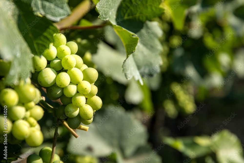 Green, unripe, young wine grapes in vineyard in Czech Republic ( South Moravia Region ). Summer morning in the vineyard. Wine growing. Green, unripe, young wine grapes in vineyard in Czech Republic ( South Moravia Region ). Summer morning in the vineyard. Wine growing.