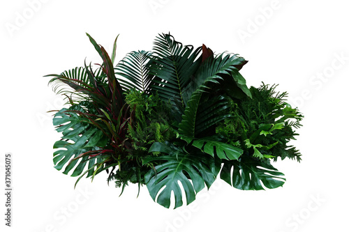 Tropical foliage plant bush (Monstera, palm leaves, Calathea, Cordyline or Hawaiian Ti plant, ferns, and fir) floral arrangement indoors garden nature backdrop isolated on white with clipping path.