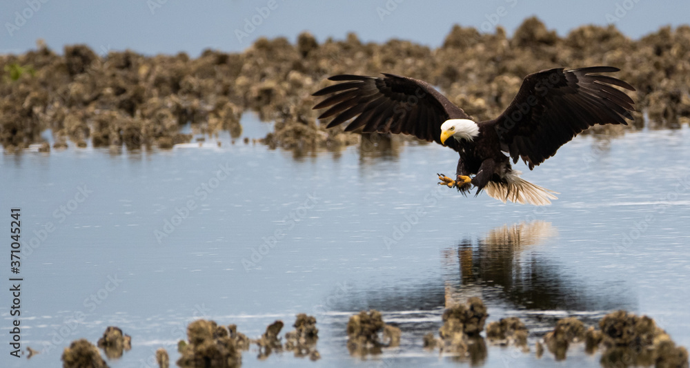 Obraz premium Fish Grab