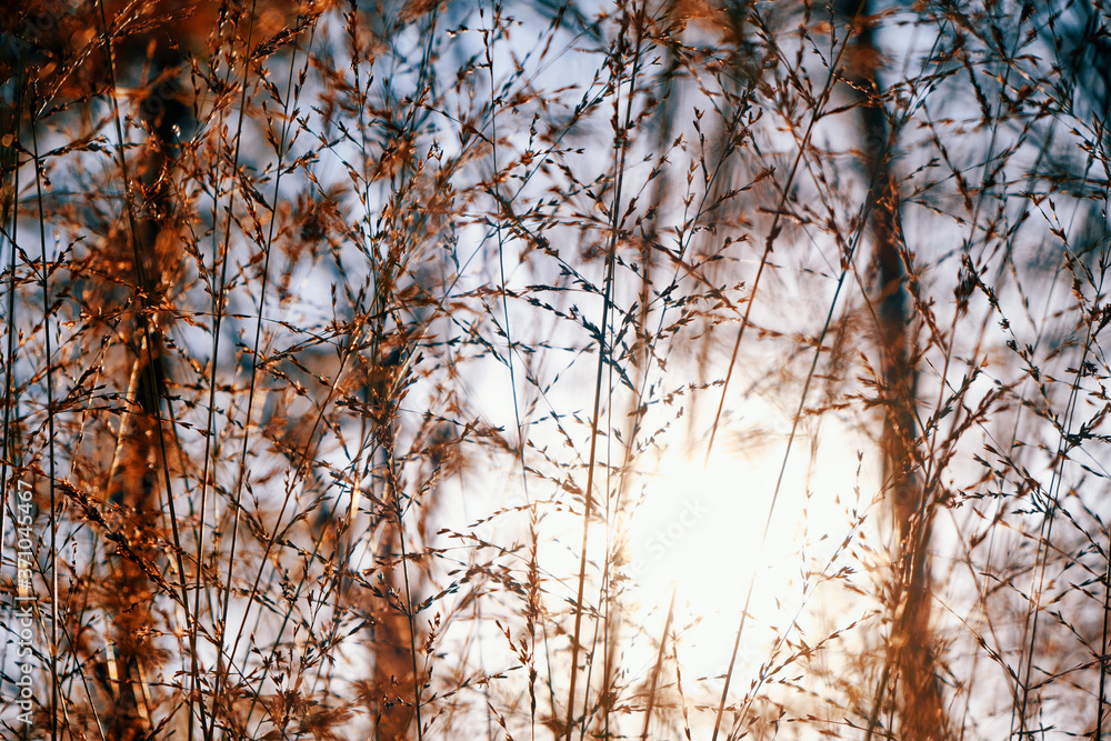 Autumn orange grass on the sun background, close-up. Sunset and yellowed grass on an autumn evening Autumn orange grass on the sun background, close-up. Sunset and yellowed grass on an autumn evening