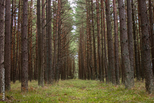 Fototapeta Naklejka Na Ścianę i Meble -  Planted forest