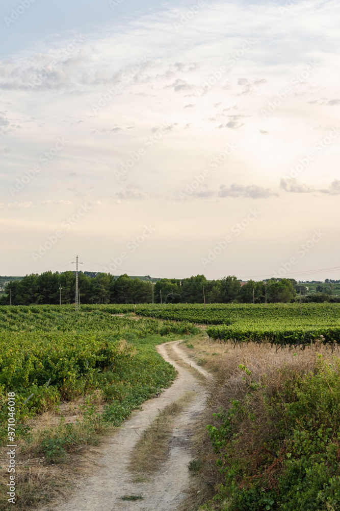Path between vineyard