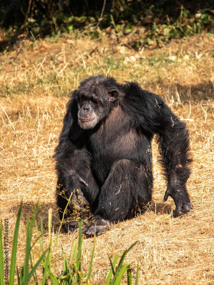 Vieux chimpanzé à la Vallée des Singes Vieux chimpanzé à la Vallée des Singes