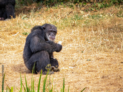 Ce n est pas au vieux singe qu on apprend a faire la grimace