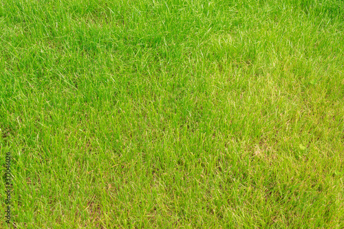 In the summer, the garden area grows green low grass