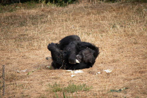 Chimpanzé se nourrissant au sol
