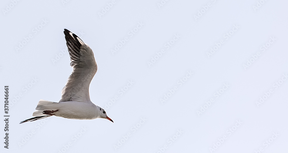 Obraz premium Seagull Flying in the Sky
