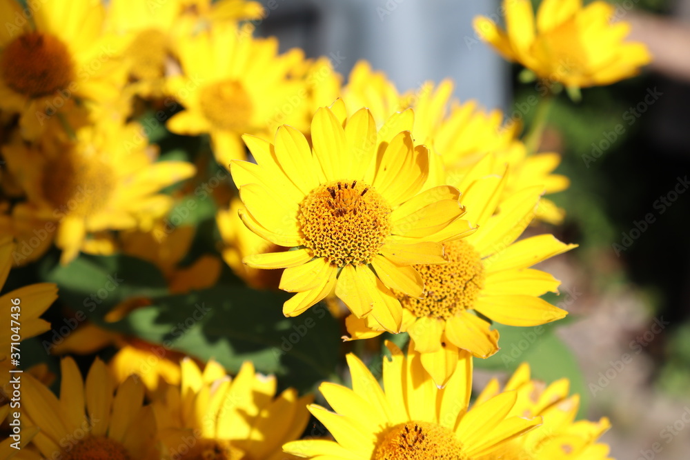 Obraz premium Blume Sonnenhut
