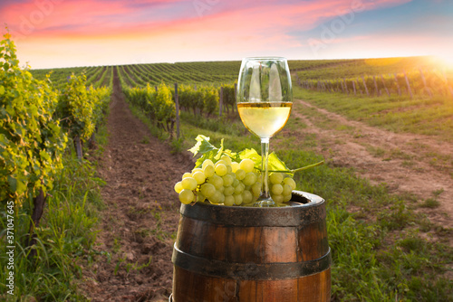 Fotomural A fresh chilled glass of ice wine overlooking a Canadian vineyard during a Summe