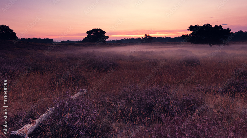 Fototapeta premium Heideblühen Westruper Heide, Sonnenaufgang, Nebel