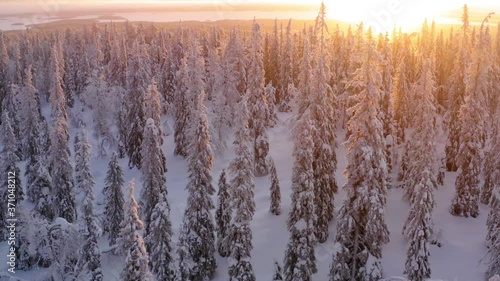 Aerial view from drone of snowy pines of endless coniferous forest trees in Lapland National park, bird’s eye scenery  view of natural landmark in Riisitunturi on winter season at sunset golden light
