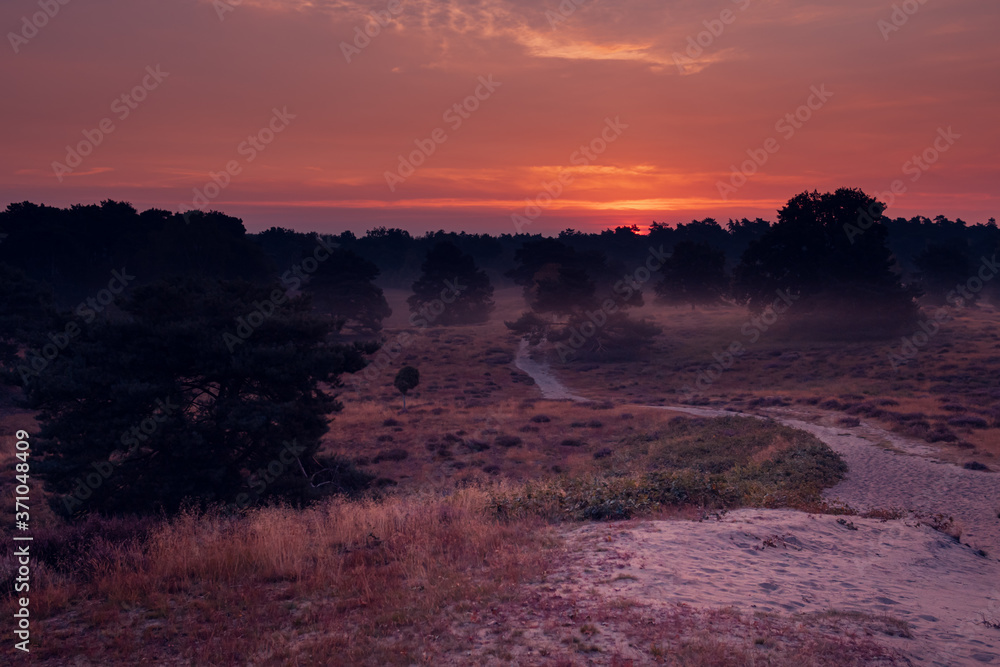Fototapeta premium Heideblühen Westruper Heide, Sonnenaufgang, Nebel