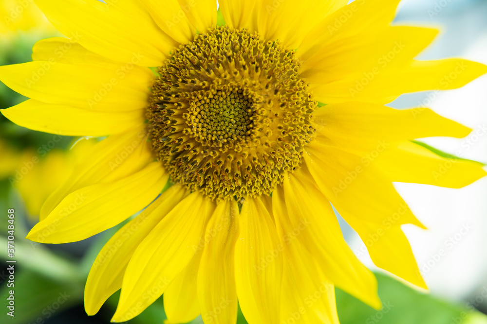 sunflower close up