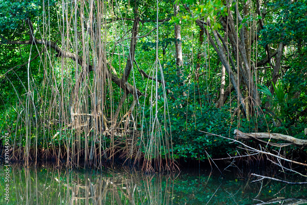 Obraz premium Palétiviers, lianes, mangrove, Guadeloupe