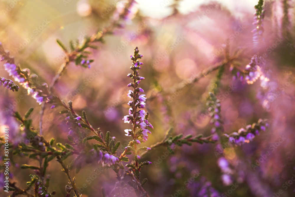 lila blühendes Heidekraut, Westruper Heide, Haltern am See