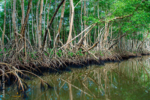 Mangrove Guadeloupe, canal des Rotours