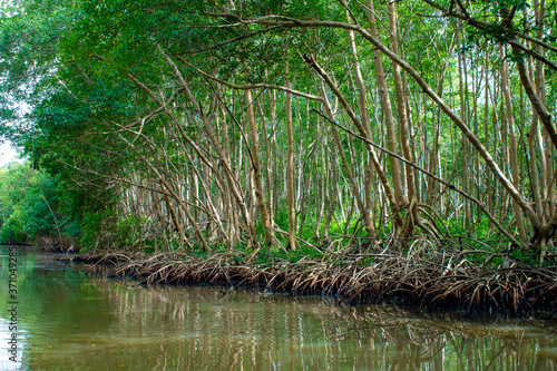 Canal des Rotours, mangrove, Guadeloupe
