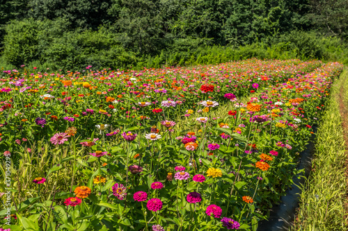 Field full of zinnias