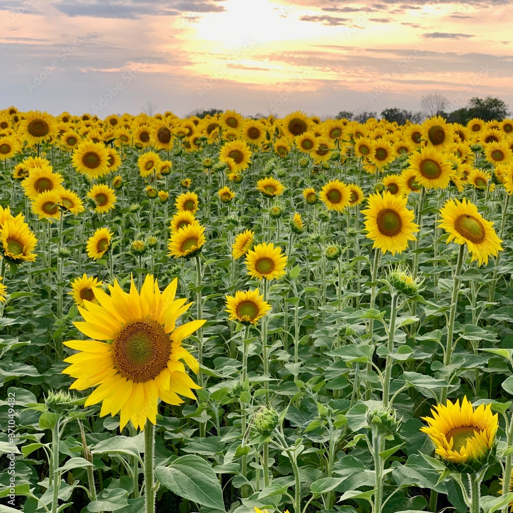 Whole field of sun-yellow sunflowers with seeds