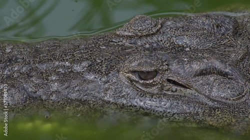 Crocodile head floating in the river, detail photo