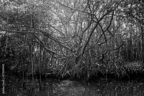 Palétuviers, mangrove