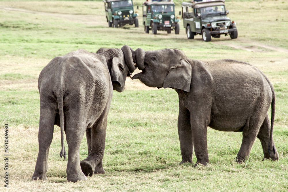 Obraz premium Elephants being playful, in the wild.